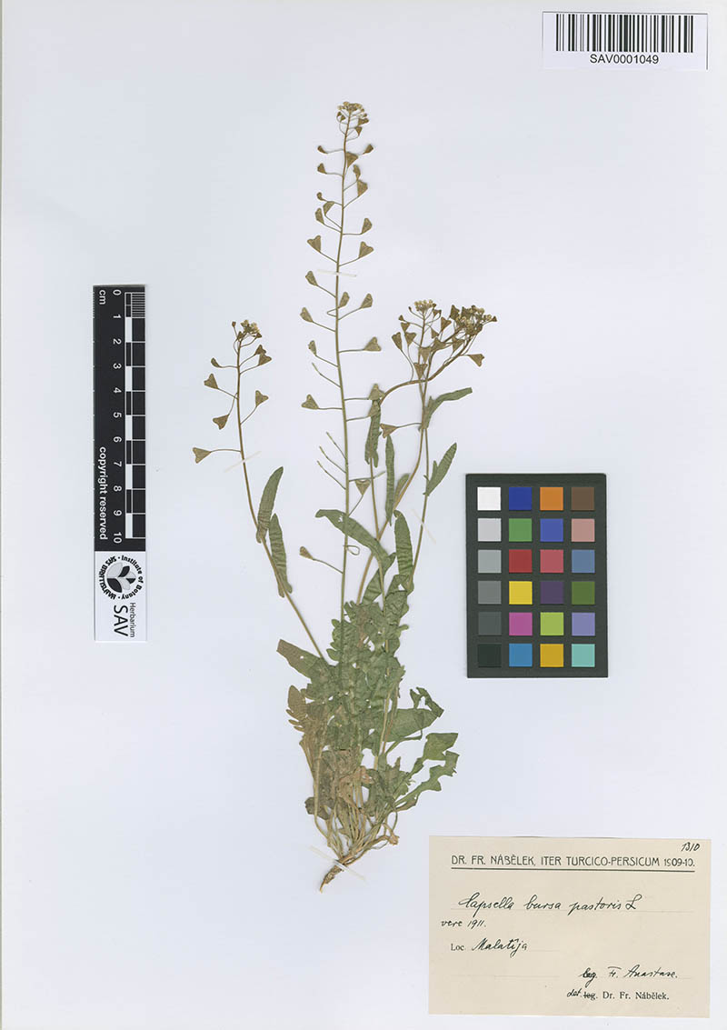 Scans of plants from the OpenUp! project