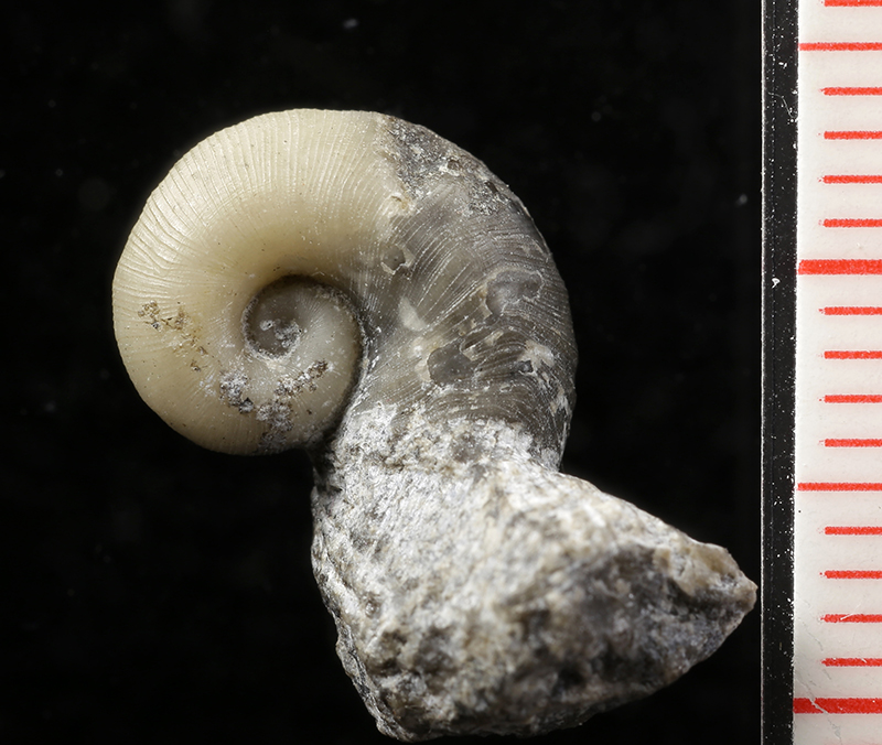 Natural history objects from the OpenUp! project