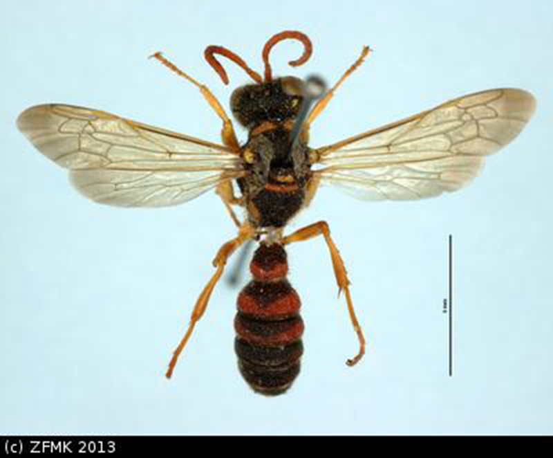 Insects from the OpenUp! project