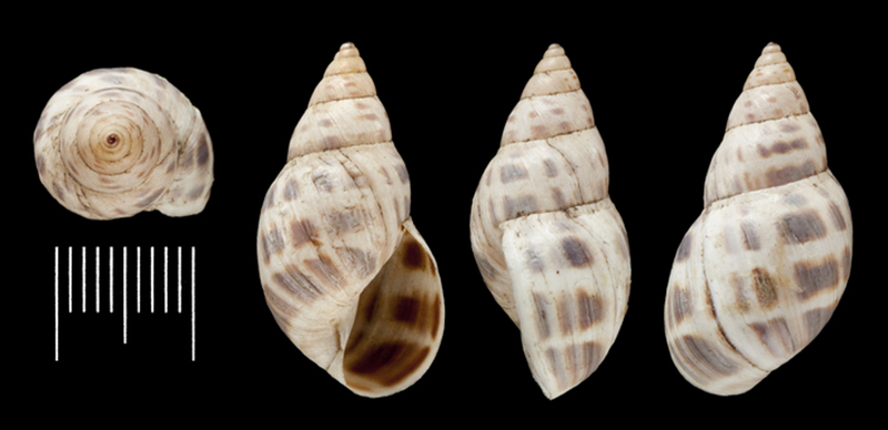 Scans of plants and more natural history objects from the OpenUp! project