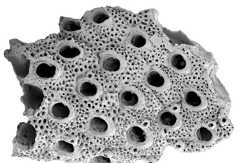 Bryozoa from the National Museum Prague