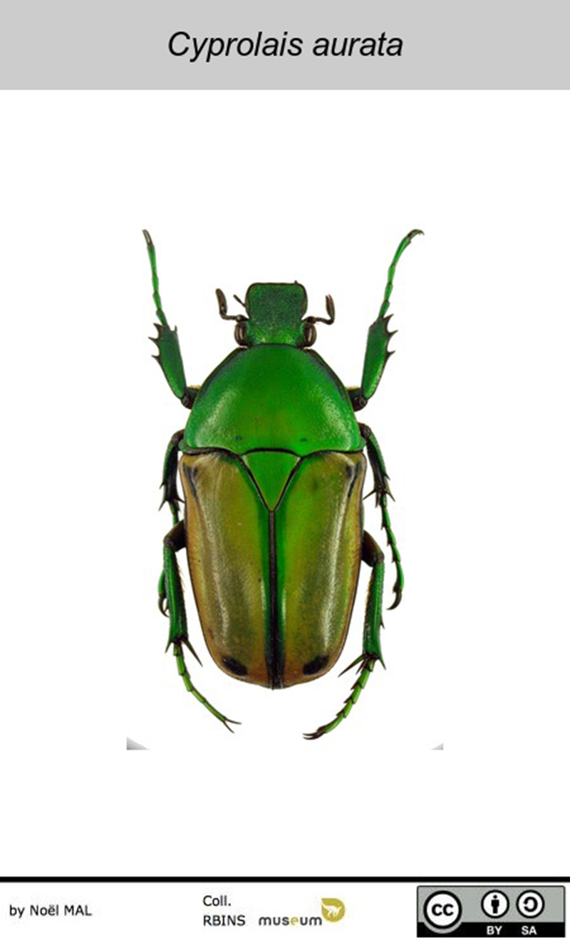 Beetles from the Royal Belgian Institute of Natural Sciences