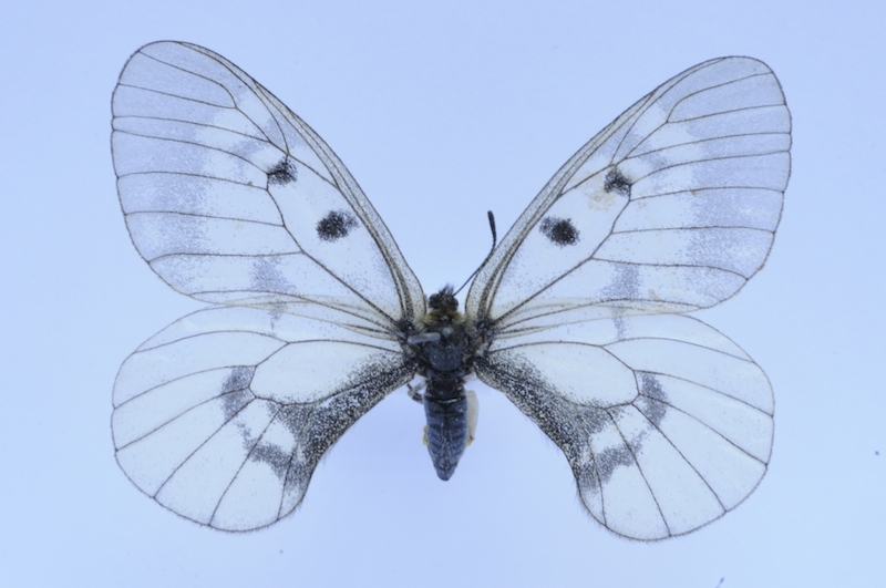 Butterflies, moths, plants and mushrooms from the University of Tartu and the Museum of Natural History Berlin